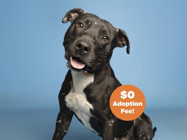 adoptable Dog in Phoenix, AZ named LEON