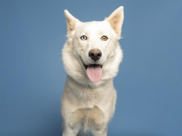 adoptable Dog in Phoenix, AZ named KIVA