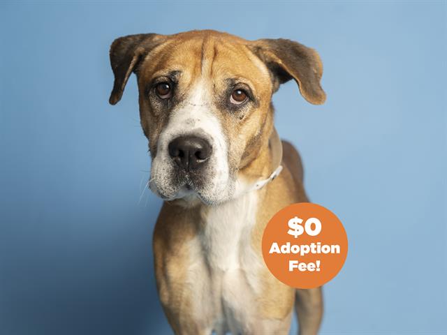 adoptable Dog in Phoenix, AZ named HOMER