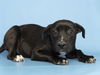 adoptable Dog in phoenix, AZ named KEYANA