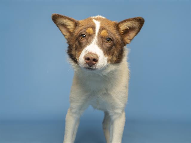 adoptable Dog in Phoenix, AZ named LITTLEFOOT