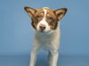 adoptable Dog in , AZ named LITTLEFOOT