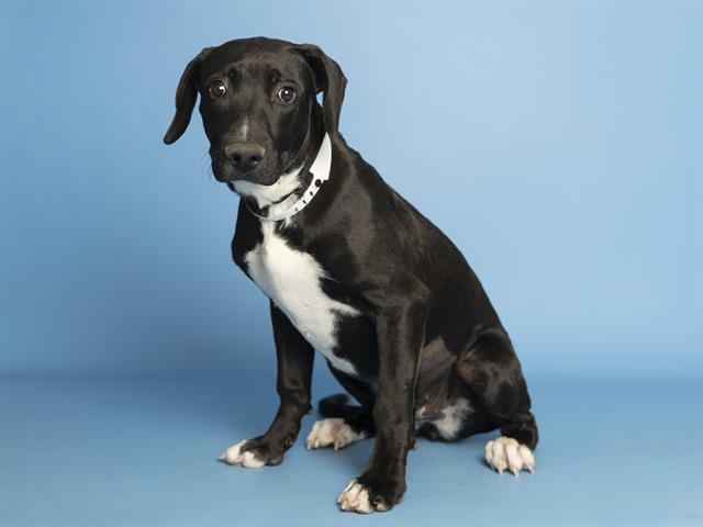 adoptable Dog in Phoenix, AZ named MEHLANI