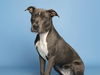 adoptable Dog in , AZ named MULBERRY