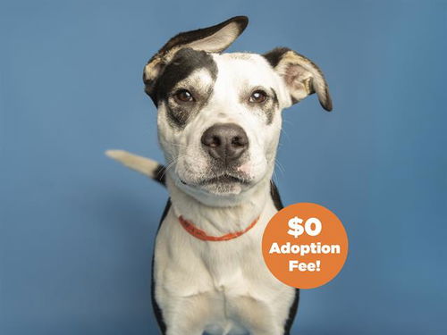 picture of the dog needing adoption