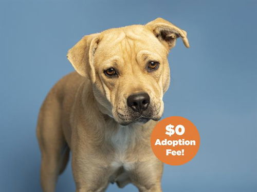 picture of the dog needing adoption