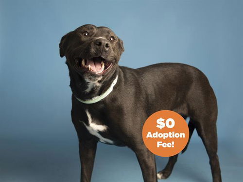 picture of the dog needing adoption