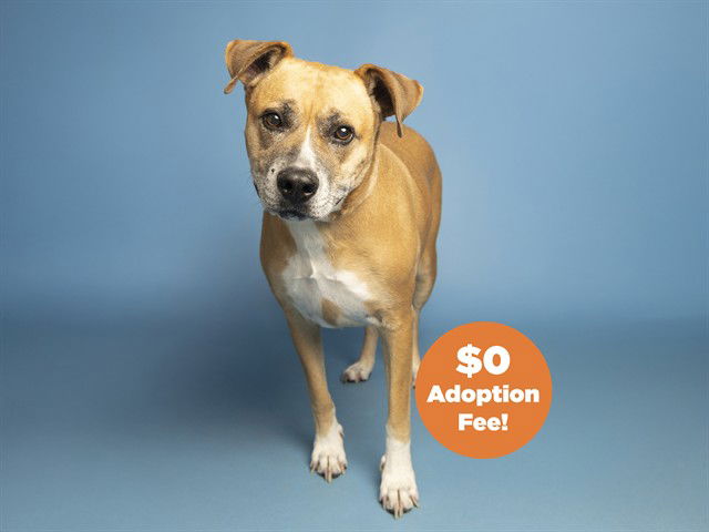 adoptable Dog in Phoenix, AZ named ROMEO