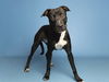 adoptable Dog in , AZ named SHARK