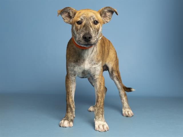 adoptable Dog in Phoenix, AZ named COFFEE