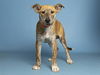 adoptable Dog in , AZ named COFFEE
