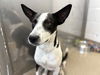 adoptable Dog in  named ZEUS