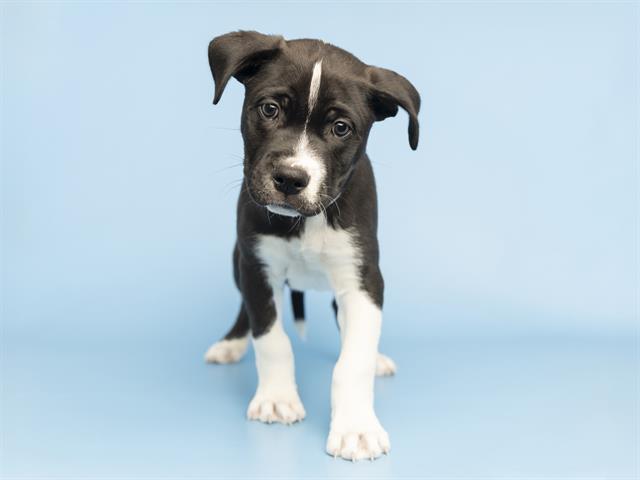 adoptable Dog in Phoenix, AZ named DIESEL