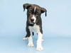 adoptable Dog in  named DIESEL