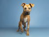 adoptable Dog in  named ELLIE