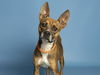 adoptable Dog in , AZ named SOSA