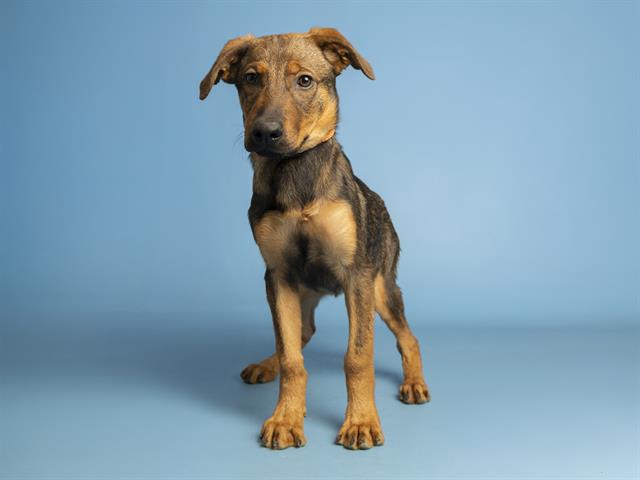 adoptable Dog in Phoenix, AZ named EUDORA