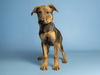 adoptable Dog in  named EUDORA