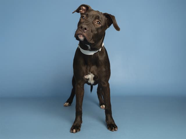 adoptable Dog in Phoenix, AZ named OREO