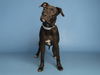 adoptable Dog in  named OREO