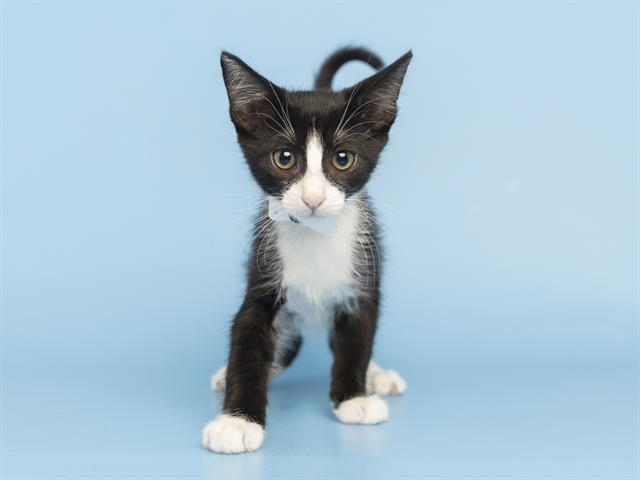 adoptable Cat in Phoenix, AZ named FETTUCINE