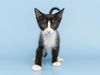 adoptable Cat in , AZ named FETTUCINE