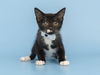 adoptable Cat in , AZ named ANGEL HAIR