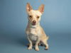 adoptable Dog in  named ROCKY
