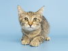 adoptable Cat in , AZ named DOT