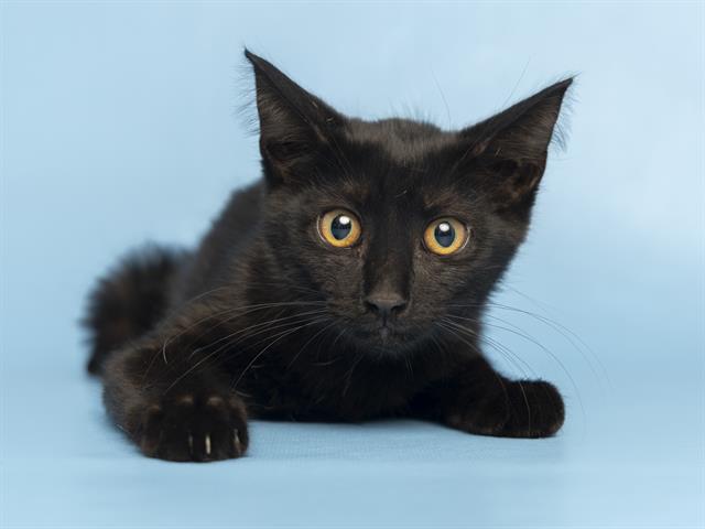 adoptable Cat in Phoenix, AZ named ATHENA