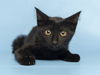 adoptable Cat in , AZ named ATHENA