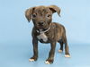 adoptable Dog in  named ALLEN
