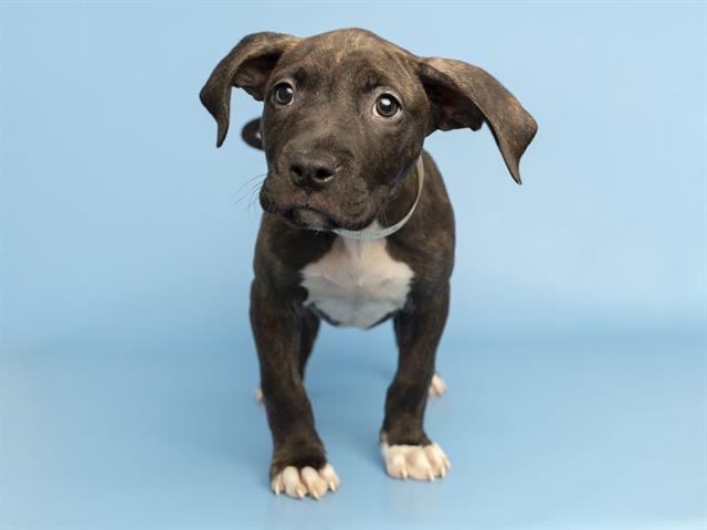 adoptable Dog in Phoenix, AZ named POE