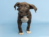 adoptable Dog in  named POE