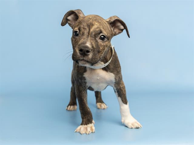 adoptable Dog in Phoenix, AZ named EDGAR