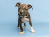 adoptable Dog in  named EDGAR