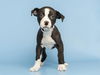 adoptable Dog in  named MOE