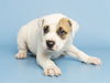 adoptable Dog in  named HAROLD