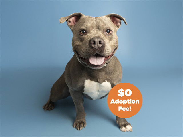 adoptable Dog in Phoenix, AZ named TROOPER