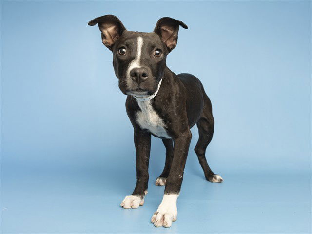 adoptable Dog in Phoenix, AZ named BLOOM