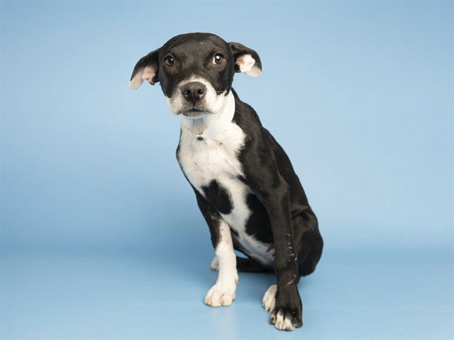 adoptable Dog in Phoenix, AZ named BLISS