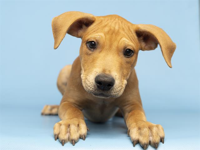 adoptable Dog in Phoenix, AZ named STEVIE