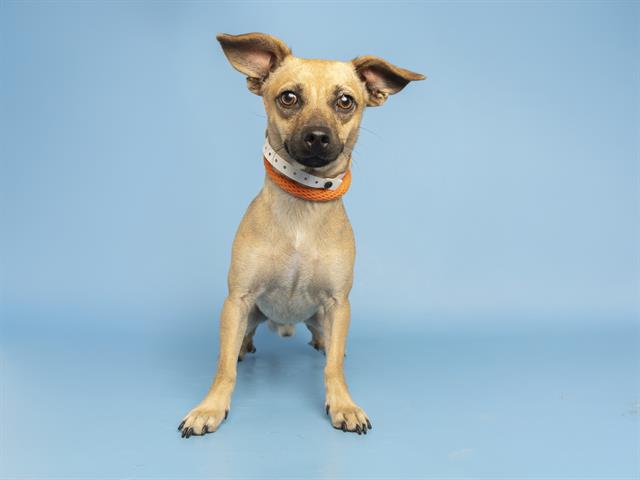 adoptable Dog in Phoenix, AZ named BILLY RAY
