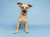 adoptable Dog in  named BILLY RAY