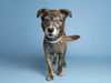 adoptable Dog in  named ANDY
