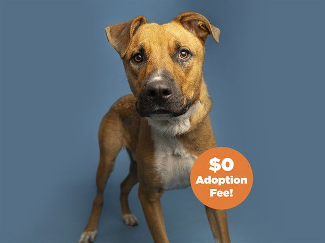 adoptable Dog in Phoenix, AZ named NORMAN