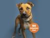 adoptable Dog in  named NORMAN