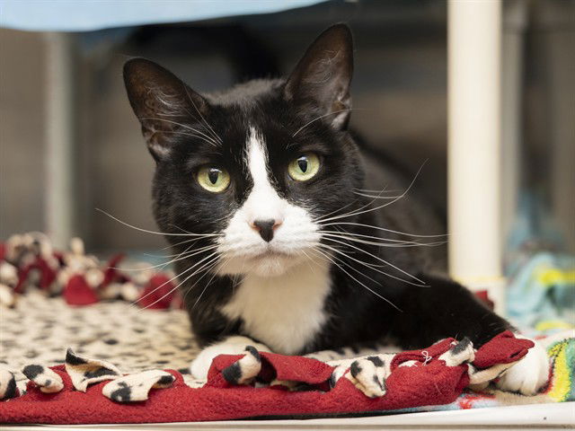 adoptable Cat in Phoenix, AZ named POPPY