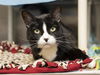 adoptable Cat in  named POPPY