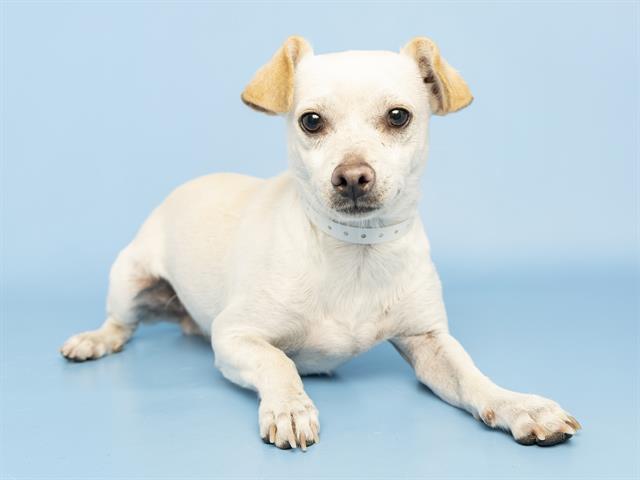 adoptable Dog in Phoenix, AZ named PAPA ROACH